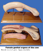  Mô hình hệ sinh dục bò cái